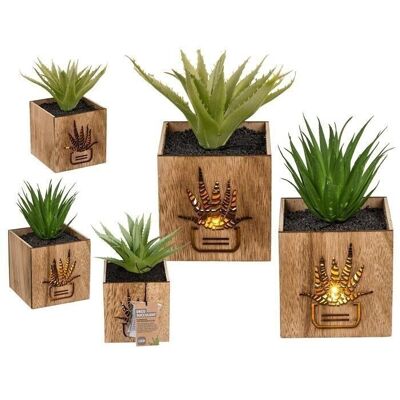 succulenta decorativa,