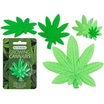 Feuille de cannabis en croissance, environ 5 x 5,5 cm, 6