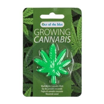 Feuille de cannabis en croissance, environ 5 x 5,5 cm, 7