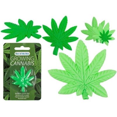 Feuille de cannabis en croissance, environ 5 x 5,5 cm,