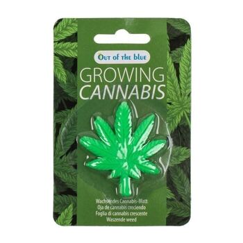 Feuille de cannabis en croissance, environ 5 x 5,5 cm, 2