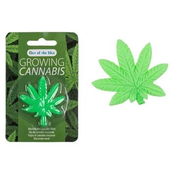 Feuille de cannabis en croissance, environ 5 x 5,5 cm, 5
