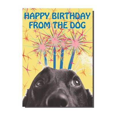 Carte Joyeux anniversaire du chien (paquet de 6)