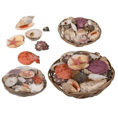 Shells & starfish in a basket, approx. 15 x 5 cm,