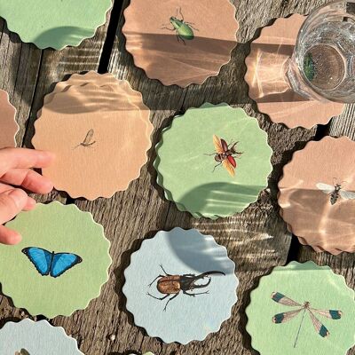 Coasters Insects