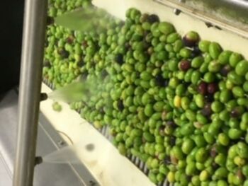 Huile d'olive extra vierge biologique Mantenera, bidon de 5 litres 4