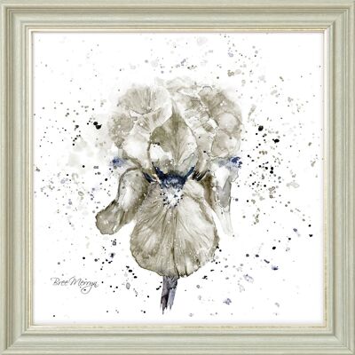 Stampa incorniciata Midi Grey Iris - Nebbia grigia