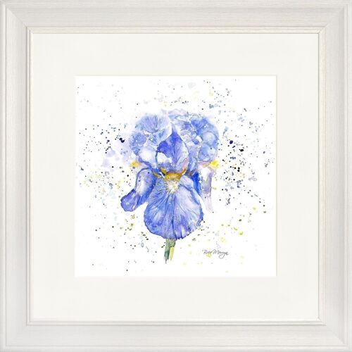 Blue Iris Classic Framed Print - Off White