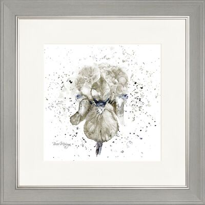 Grey Iris Classic Framed Print - Grey