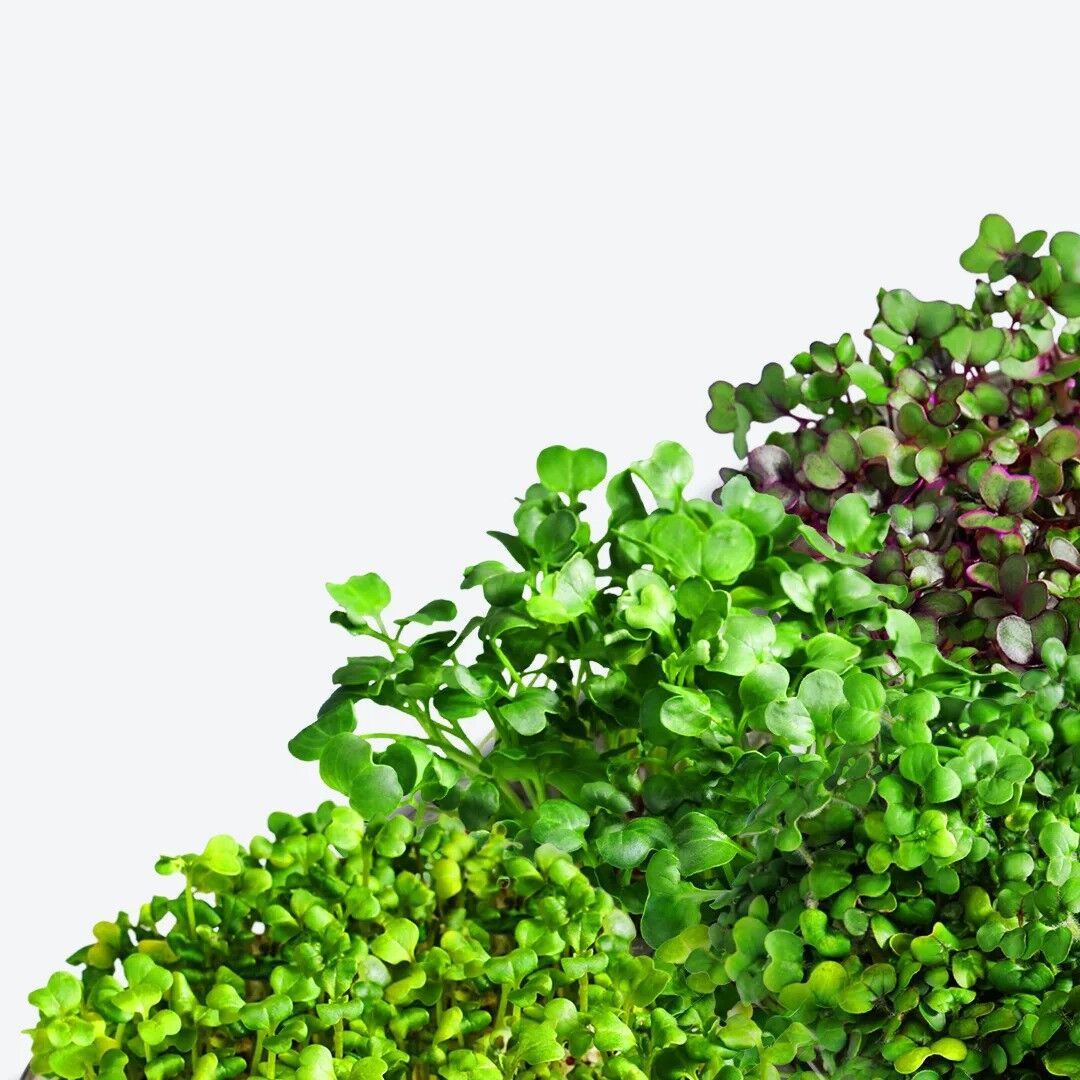 ingarden Microgreen Superfood Dischetti per semi | 100% biologico | Completamente cresciuto in 1 settimana | Densità di nutrienti superiore del 2150% rispetto alle verdure | Fornitura per 1 mese | Miscela di superalimenti