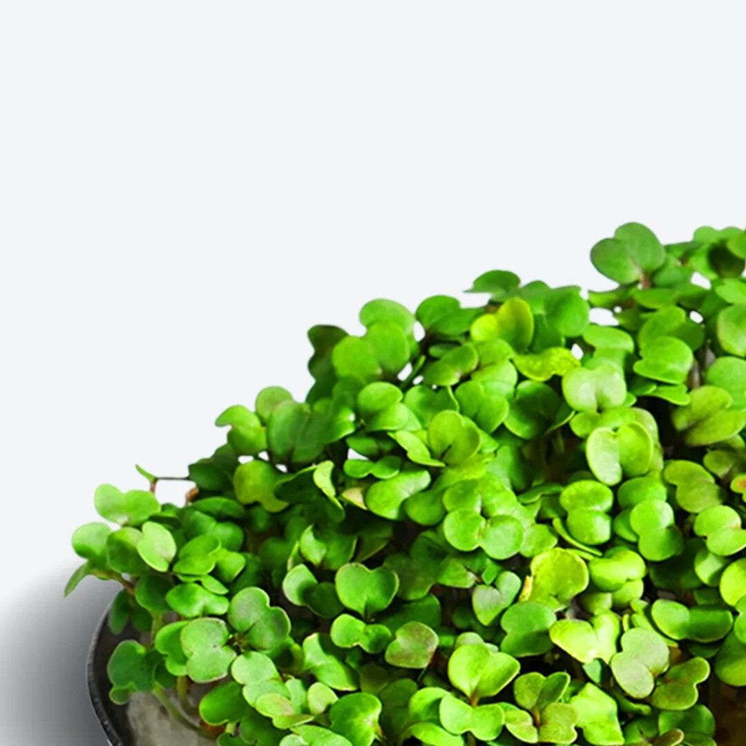 ingarden Microgreen Superfood Dischetti per semi | 100% biologico | Completamente cresciuto in 1 settimana | Densità di nutrienti superiore del 2150% rispetto alle verdure | Fornitura per 1 mese | Rucola biologica