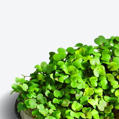 Almohadillas de semillas de superalimento Microgreen de Ingarden | 100% orgánico | Totalmente crecido en 1 semana | Densidad de nutrientes 2150% mayor que las verduras | Suministro de 1 mes | Rúcula orgánica