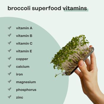 ingarden Microgreen Superfood Coussinets de graines | 100% biologique | Complètement développé en 1 semaine | Densité nutritionnelle 2 150 % plus élevée que celle des légumes | 1 mois d'approvisionnement | Roquette Bio 2