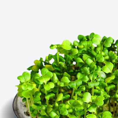 Almohadillas de semillas de superalimento Microgreen de Ingarden | 100% orgánico | Totalmente crecido en 1 semana | Densidad de nutrientes 2150% mayor que las verduras | Suministro de 1 mes | brócoli orgánico
