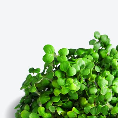 Almohadillas de semillas de superalimento Microgreen de Ingarden | 100% orgánico | Totalmente crecido en 1 semana | Densidad de nutrientes 2150% mayor que las verduras | Suministro de 1 mes | mostaza organica