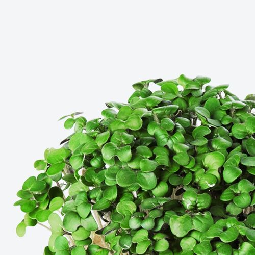 ingarden Microgreen Superfood Seed Pads | 100% Bio | Vollständig ausgewachsen in 1 Woche | 2150% höhere Nährstoffdichte als Gemüse | 1 Monatsvorrat | Bio Pak Choi