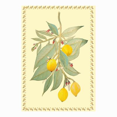 Tarjeta de limones botánicos