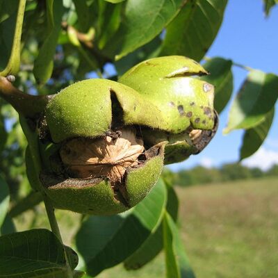 Amandes coques Italie filet 5 kg