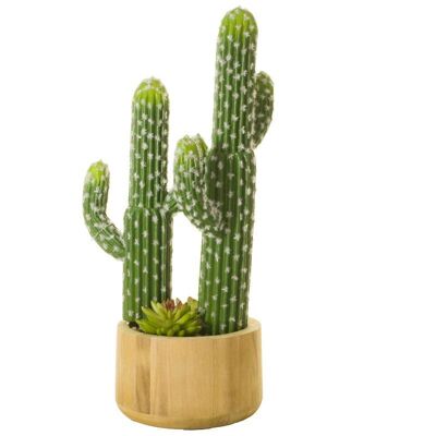 Cactus con suculentas