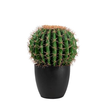 Cactus redondo