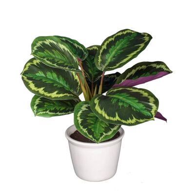 MACETITA CALATHEA ORBIFOBIA