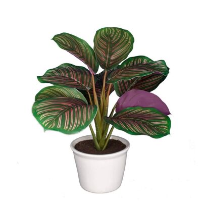 MACETITA CALATHEA ORBIFOBIA BURDEOS