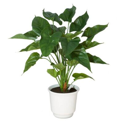 PLANTA HOJA ANTHURIUM