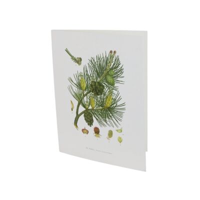 Greeting card Pine