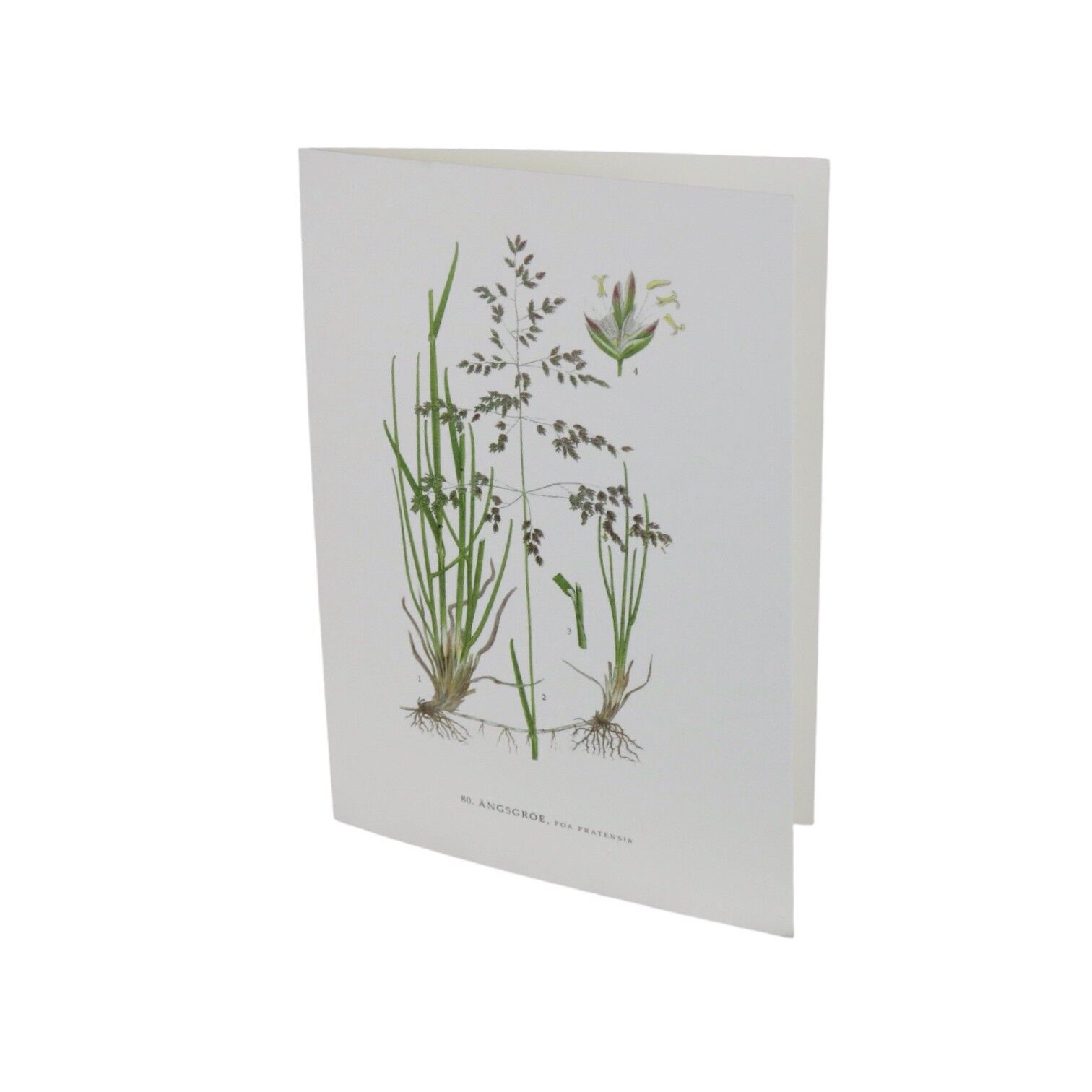 Tarjeta de felicitación Ängsgröe