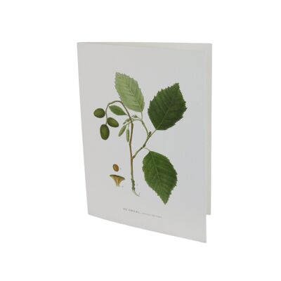 Carte de voeux Gråal