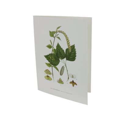 Greeting card Spring birch