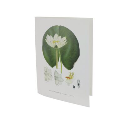 Greeting card White Waterlily