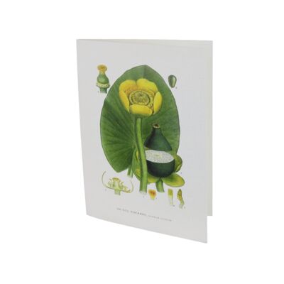 Greeting card Yellow Waterlily