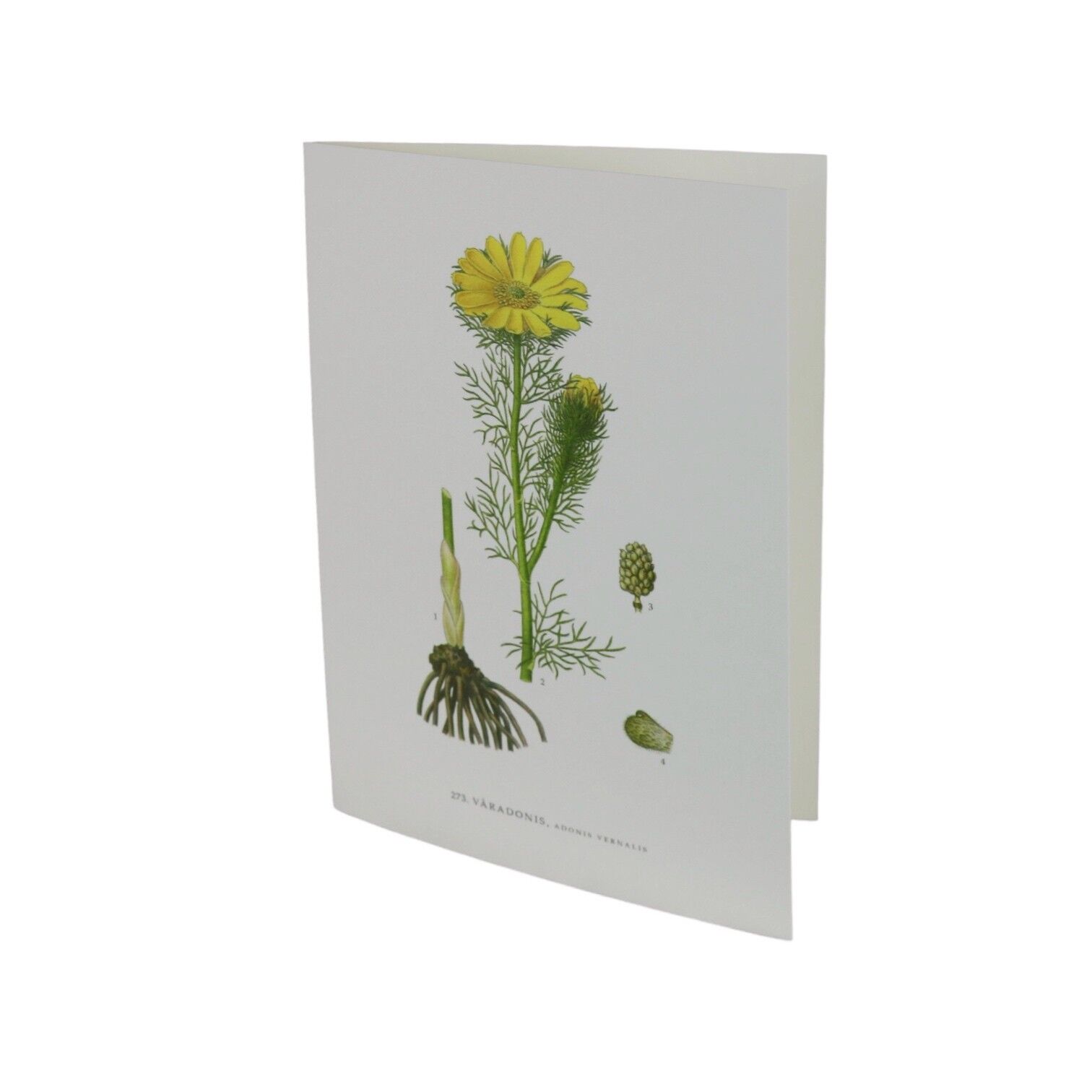Grußkarte Våradonis
