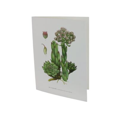 Greeting card Love herb