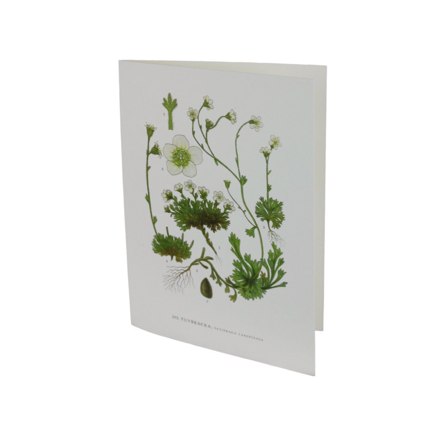 Biglietto d'auguri Tuvbräkka