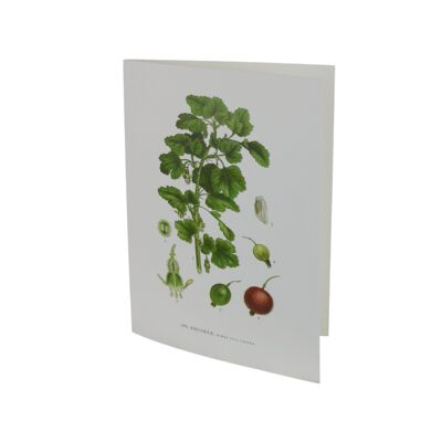 Greeting card Gooseberries