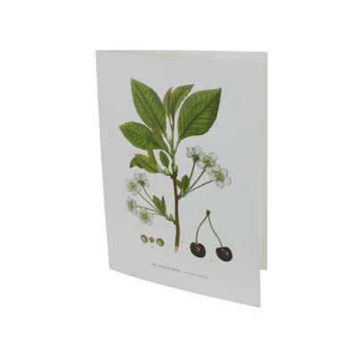 Greeting card Bird berries