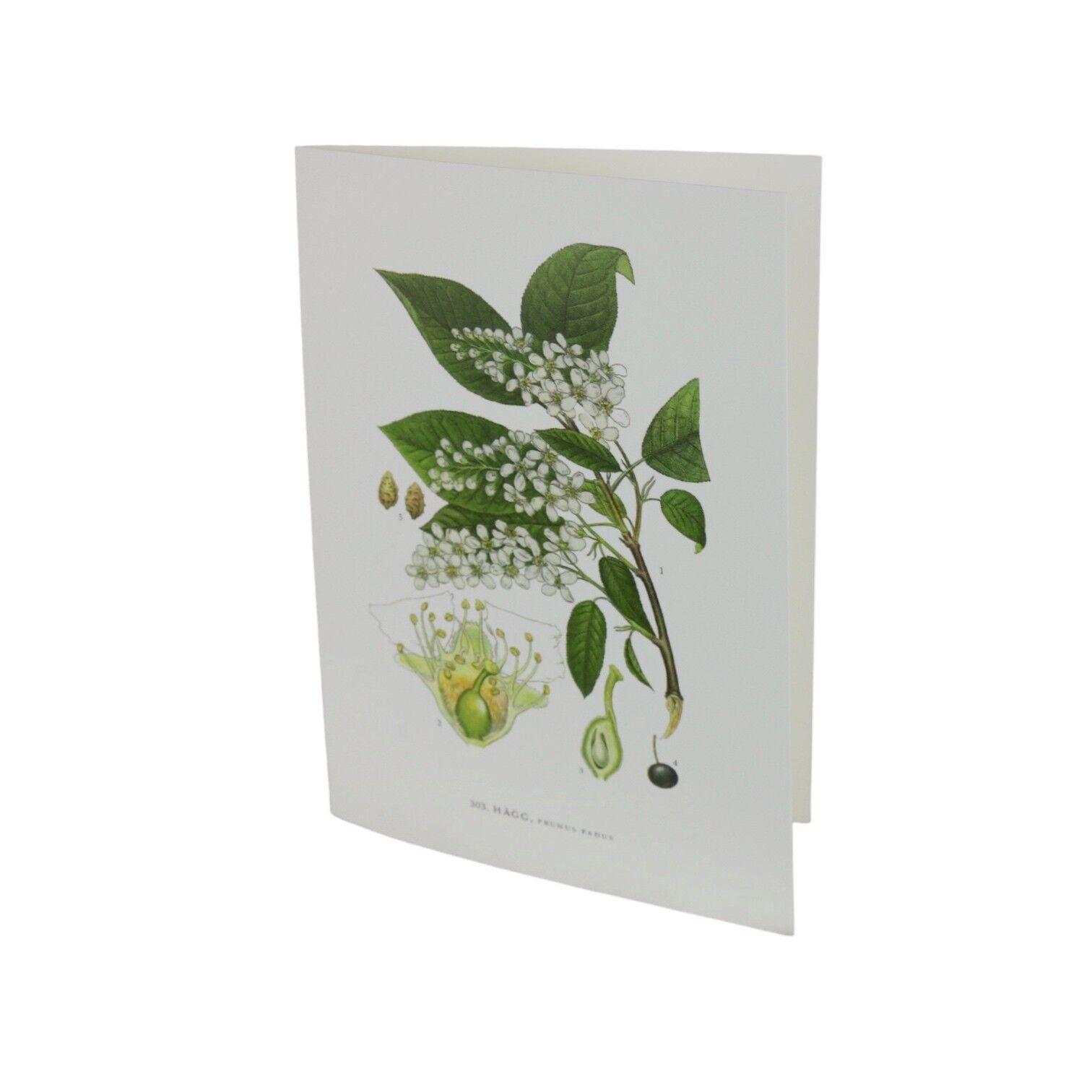Grußkarte Hägg
