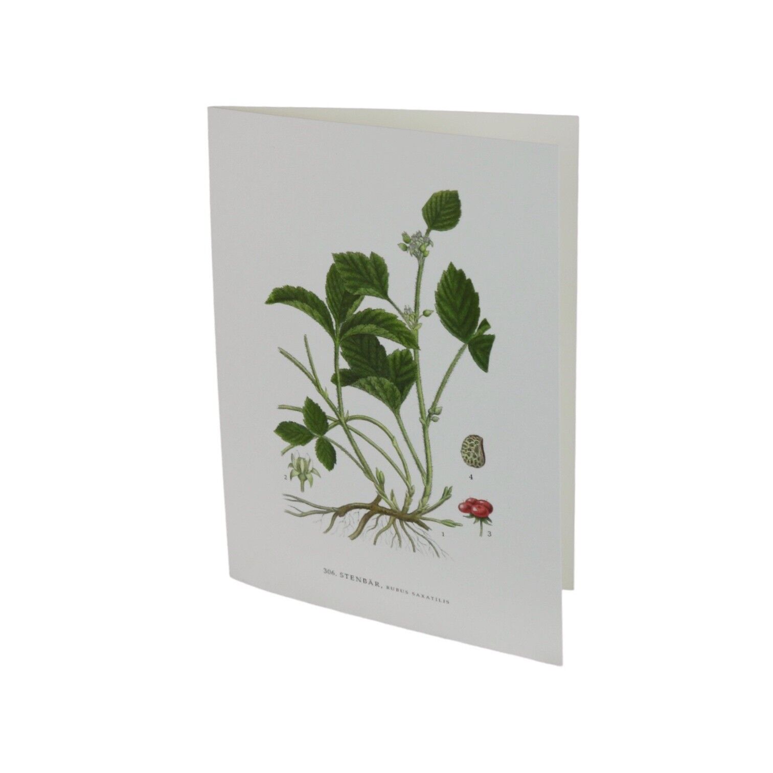 Grußkarte Steinbeere