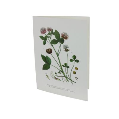 Tarjeta de felicitación trébol blanco