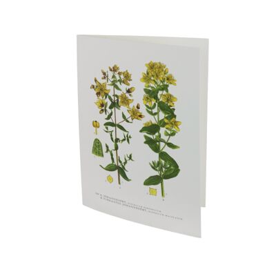 St. John's wort greeting card