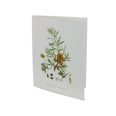 Cartolina d'auguri Olivello spinoso