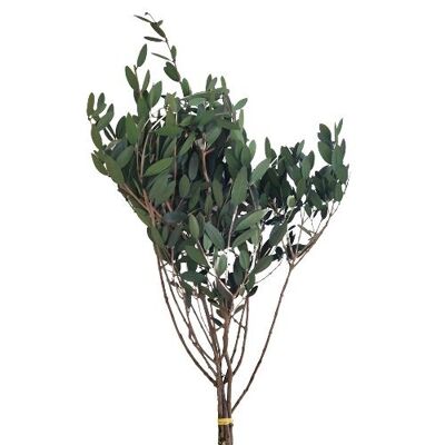 OLIVE TREE PRESERVED