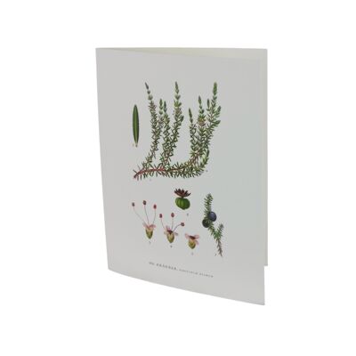 Greeting card Crowberry