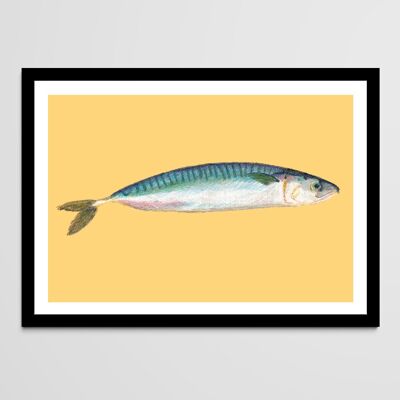Fischposter - Makrele, Pastellzeichnung
