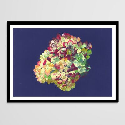 Blumenposter - Hortensie, Pastellzeichnung