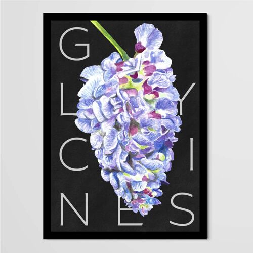 Affiche Les Grimpantes - Glycines