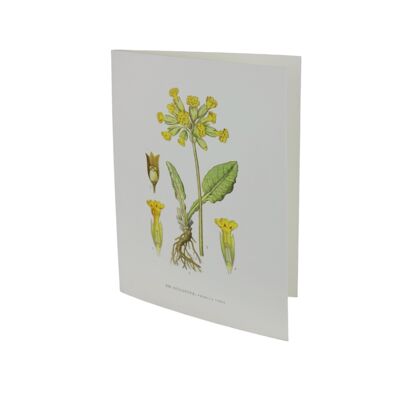 Greeting card Gullviva