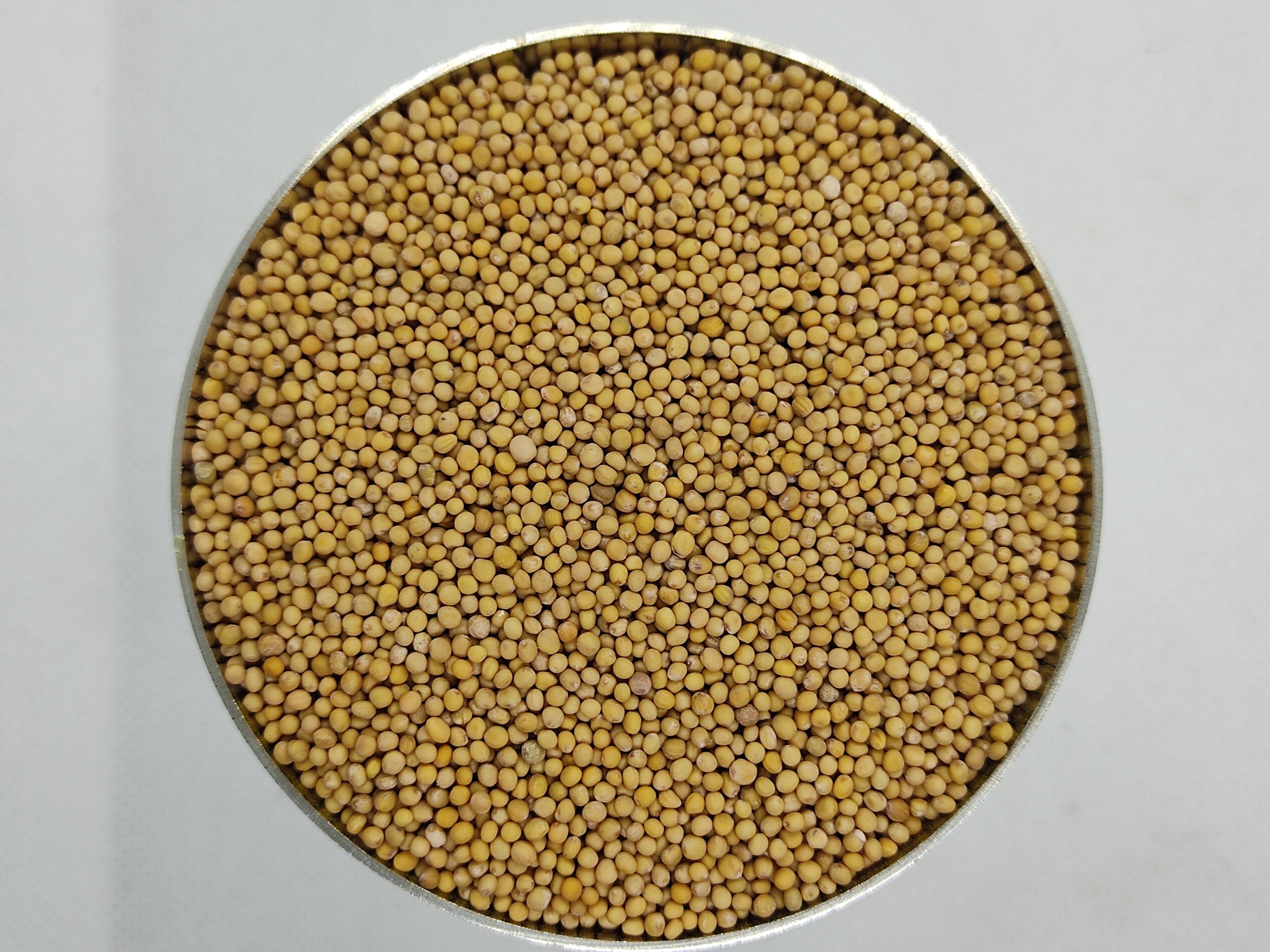 Gelbe Senfkörner